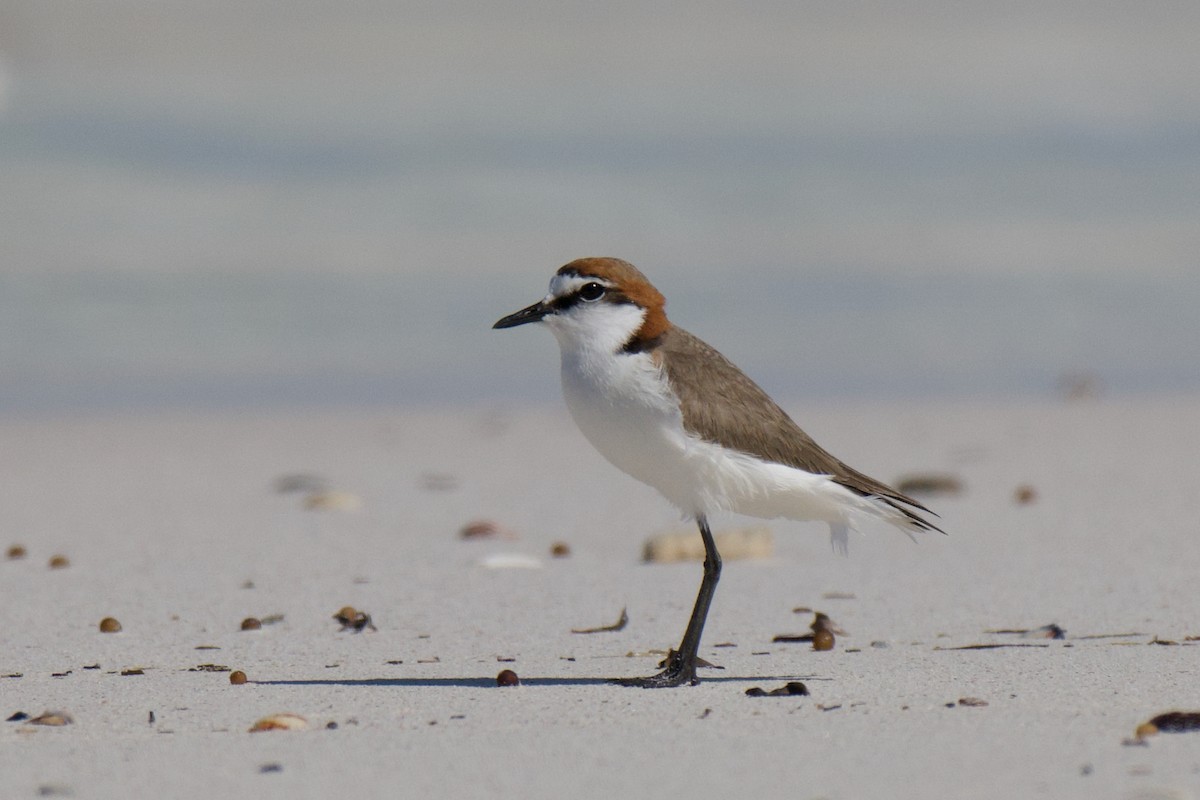 Red-capped Plover - ML642047923