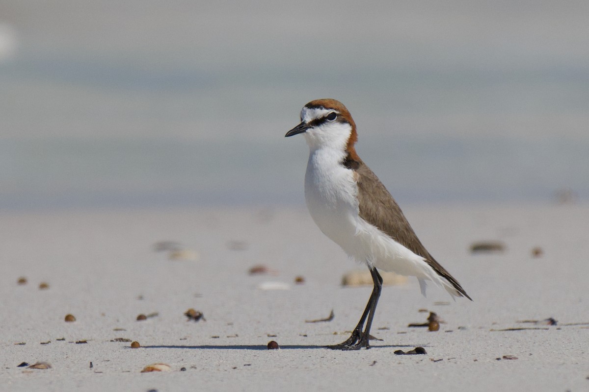 Red-capped Plover - ML642047926