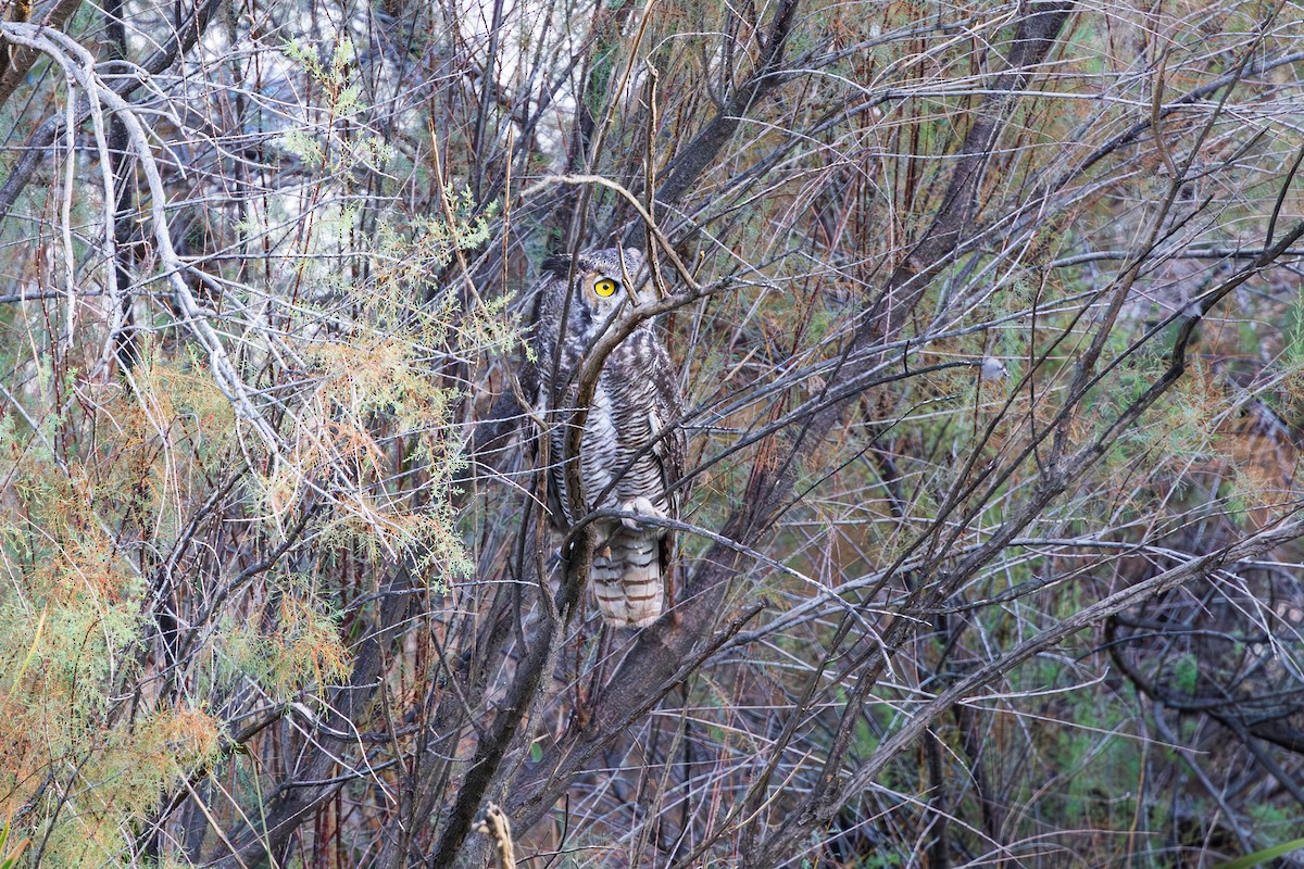 Great Horned Owl - ML642047927