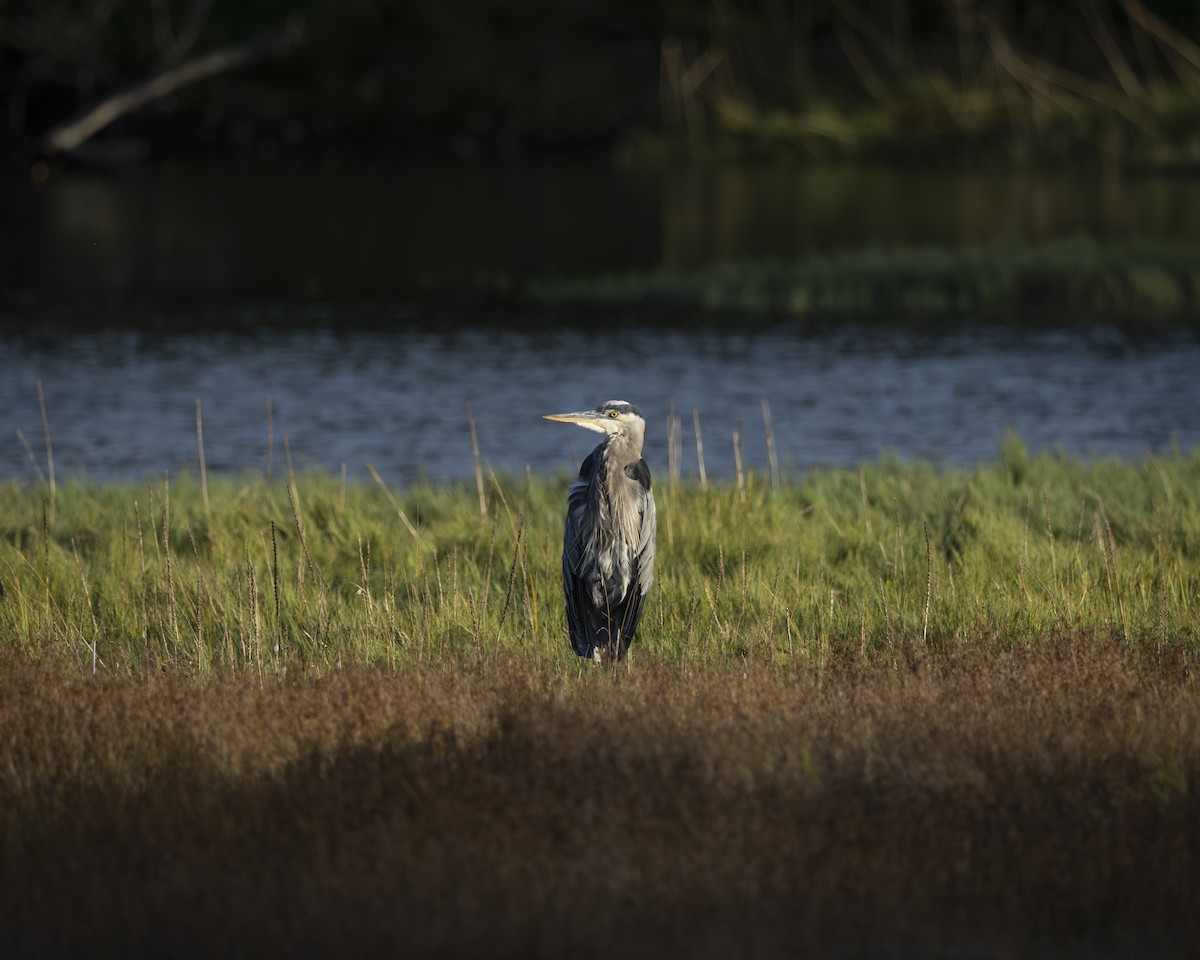 Great Blue Heron - ML642047928