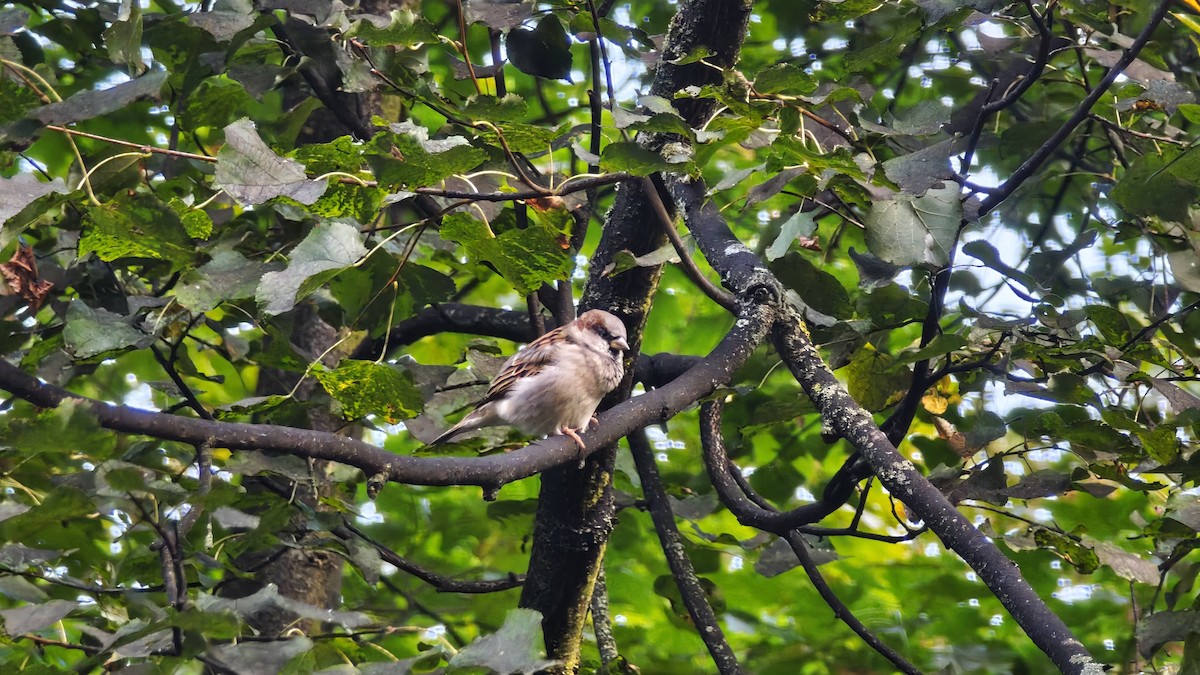 House Sparrow - ML642047929