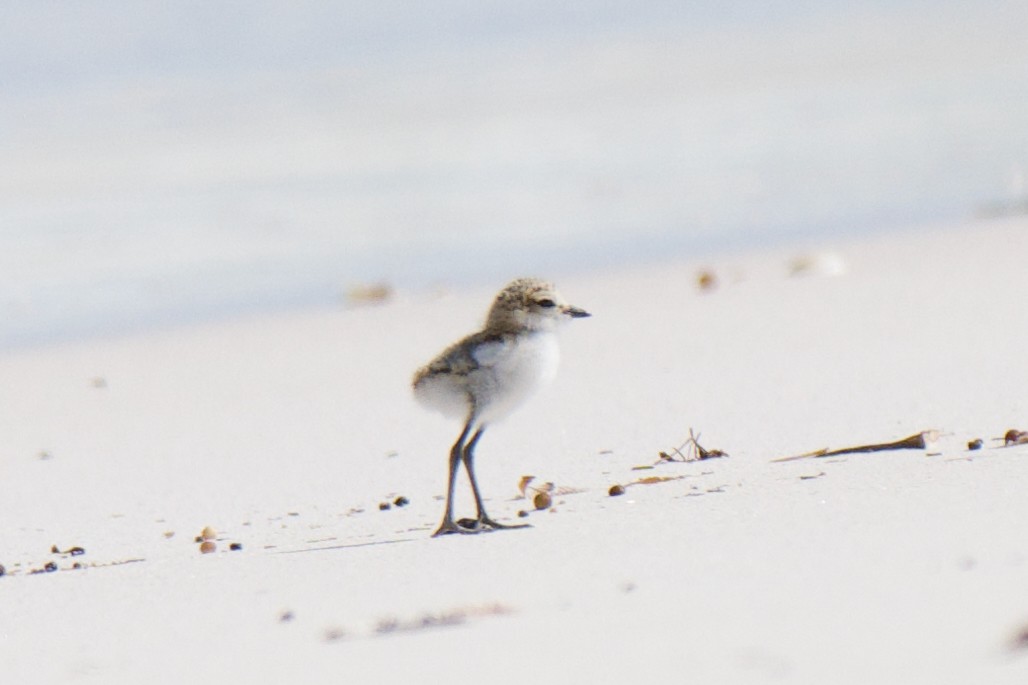 Red-capped Plover - ML642047930