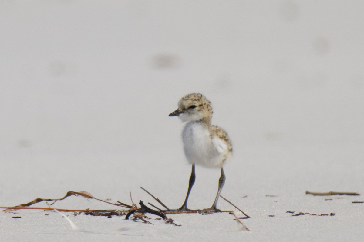 Red-capped Plover - ML642047931