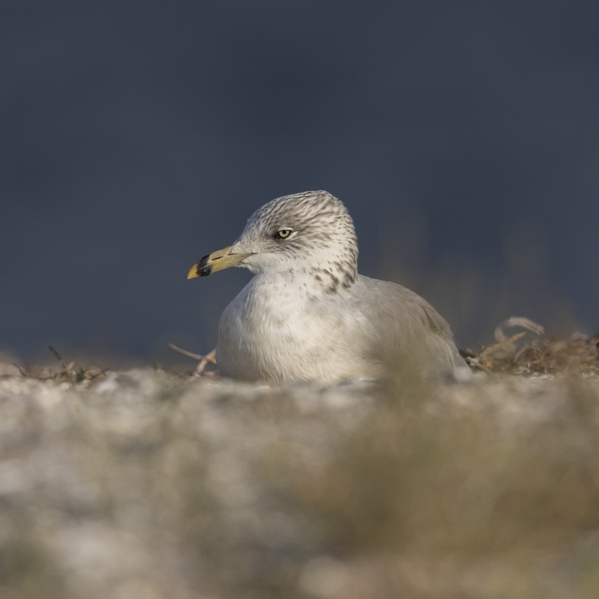 Ring-billed Gull - ML642047932
