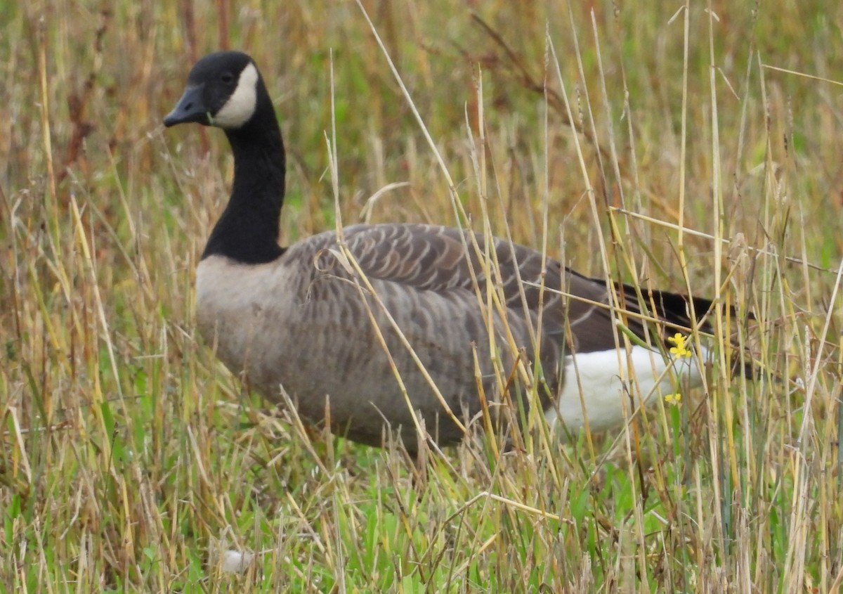 Canada Goose - ML642047945