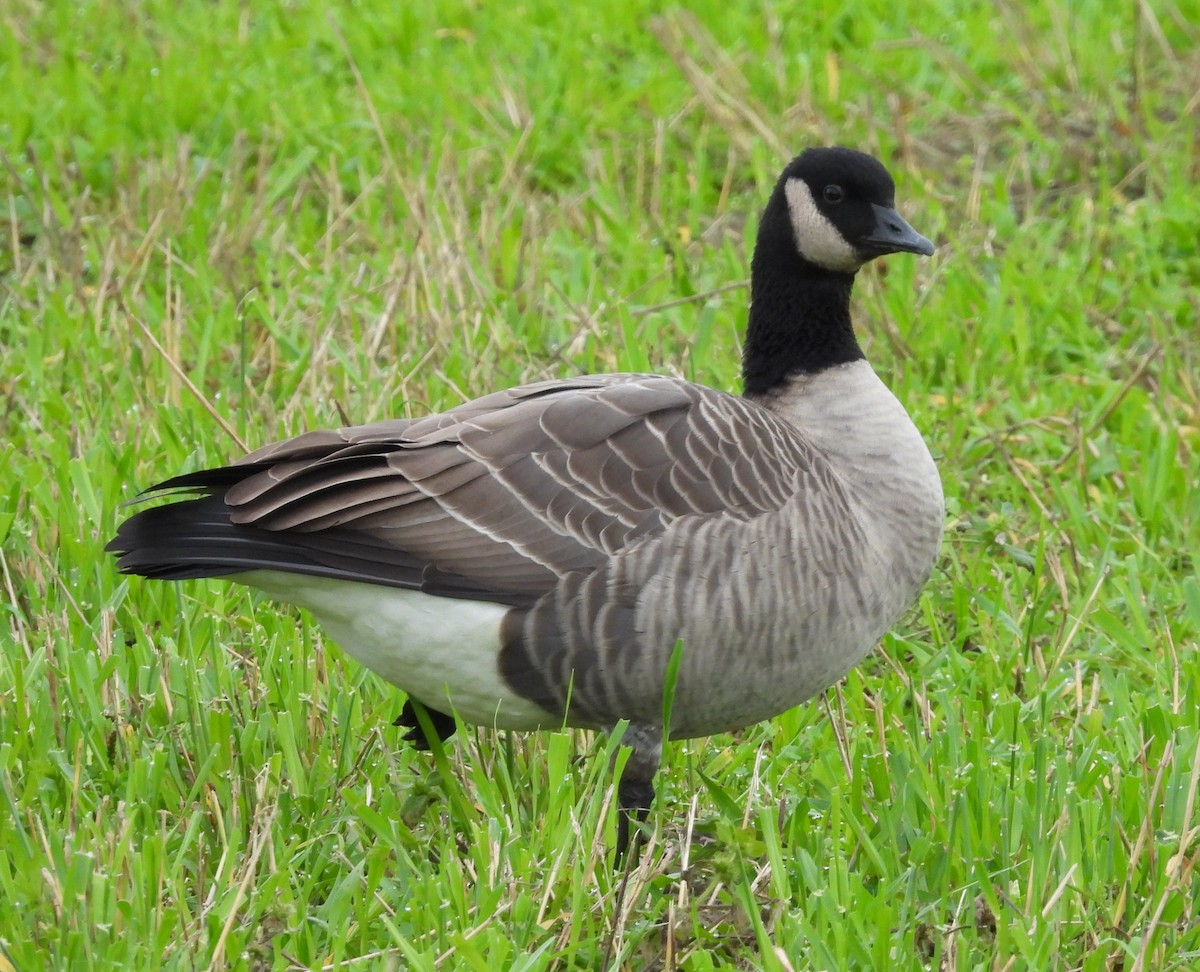 Canada Goose - ML642047946