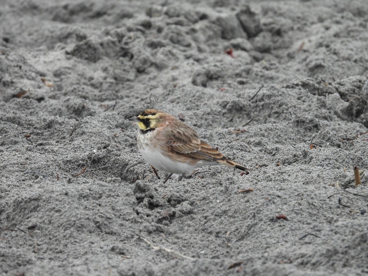 Horned Lark - ML642047947