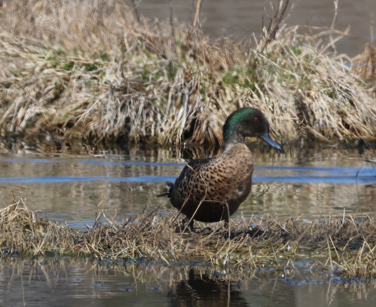 Chestnut Teal - ML642047948