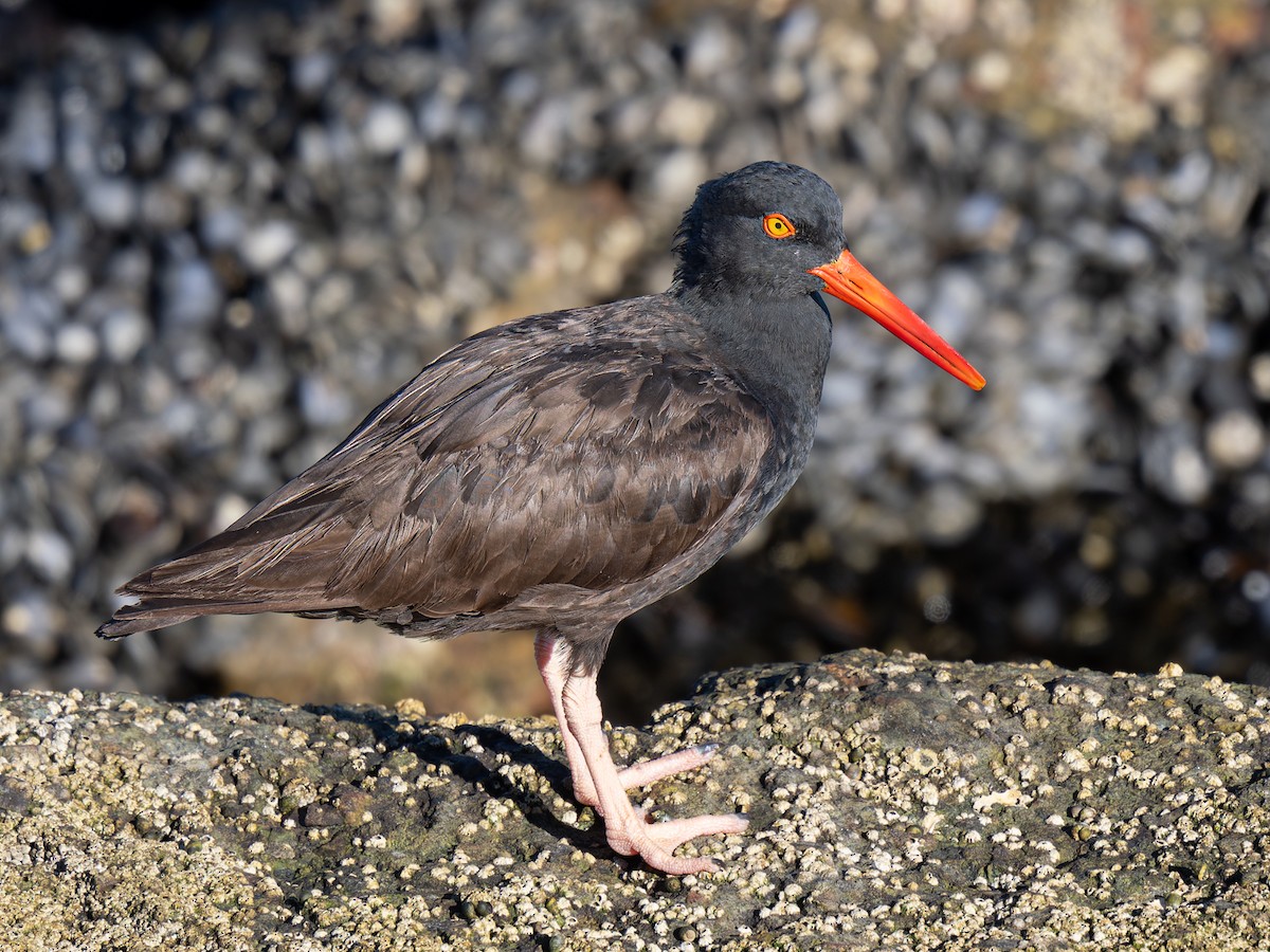 Black Oystercatcher - ML642047949