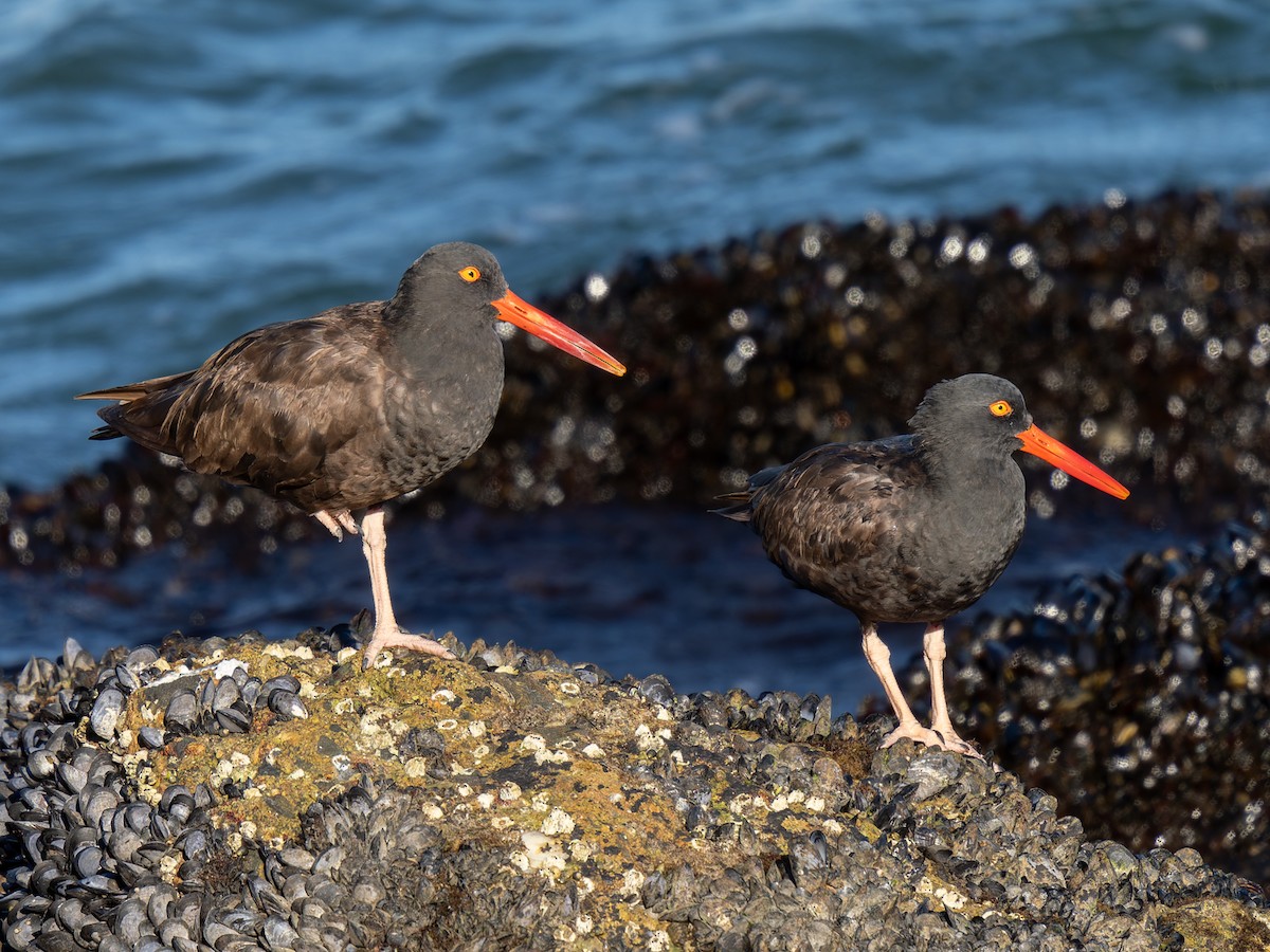 Black Oystercatcher - ML642047950
