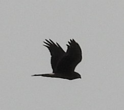 Northern Harrier - ML642047955