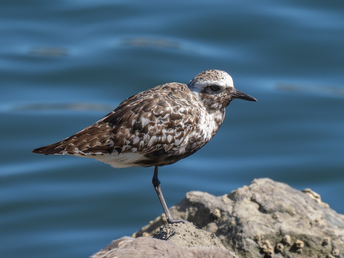 Black-bellied Plover - ML642047956