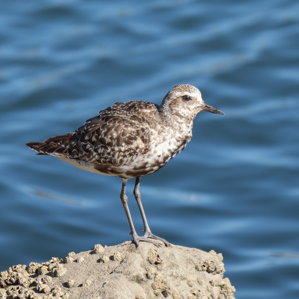 Black-bellied Plover - ML642047957