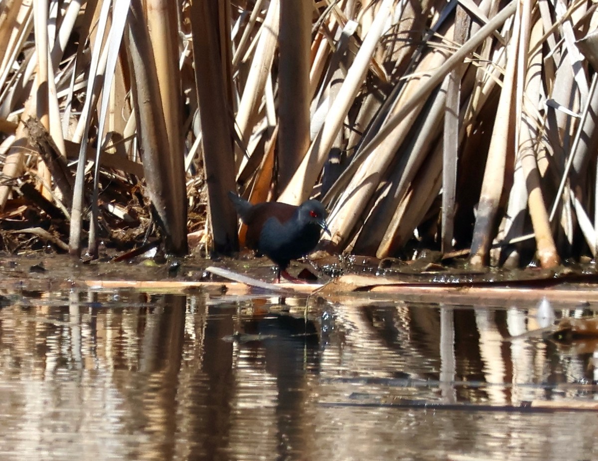 Spotless Crake - ML642047958