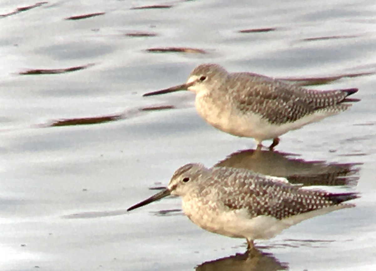 Greater Yellowlegs - ML642047959