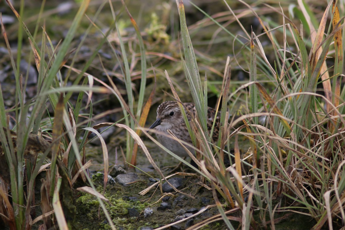 Least Sandpiper - ML642047960