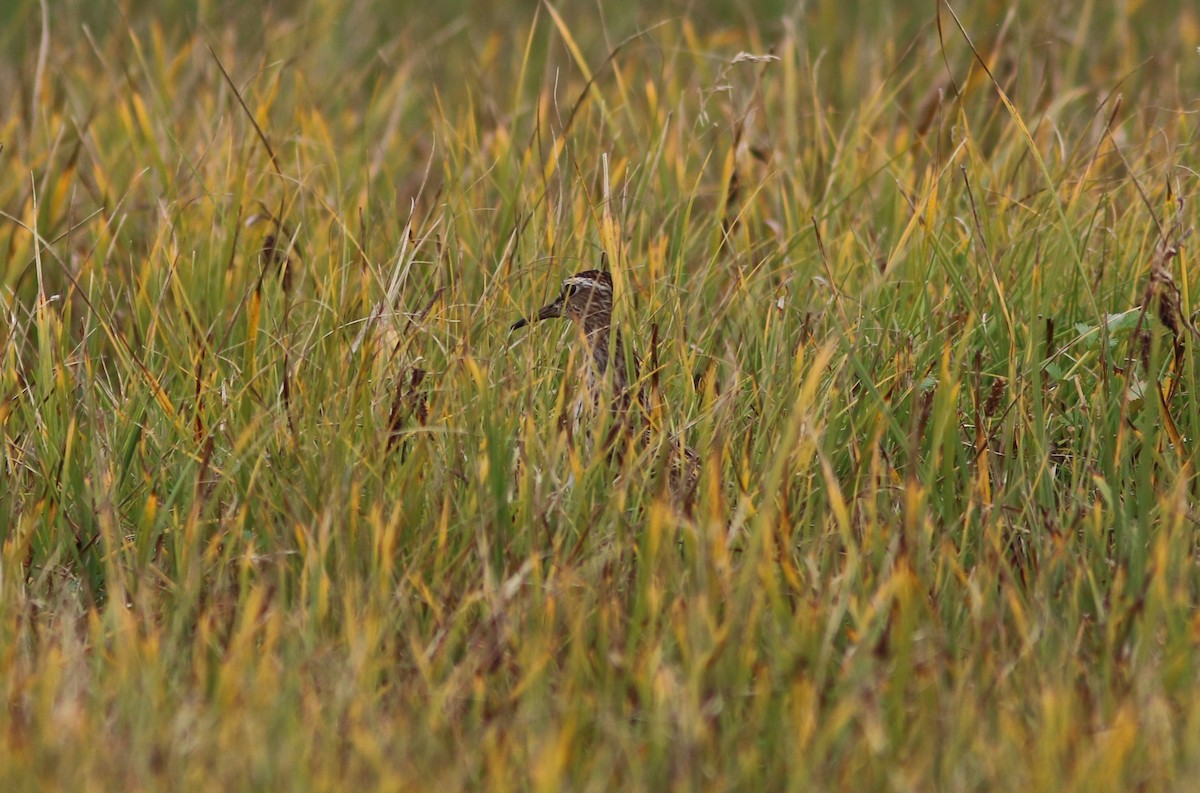 Pectoral Sandpiper - ML642047962