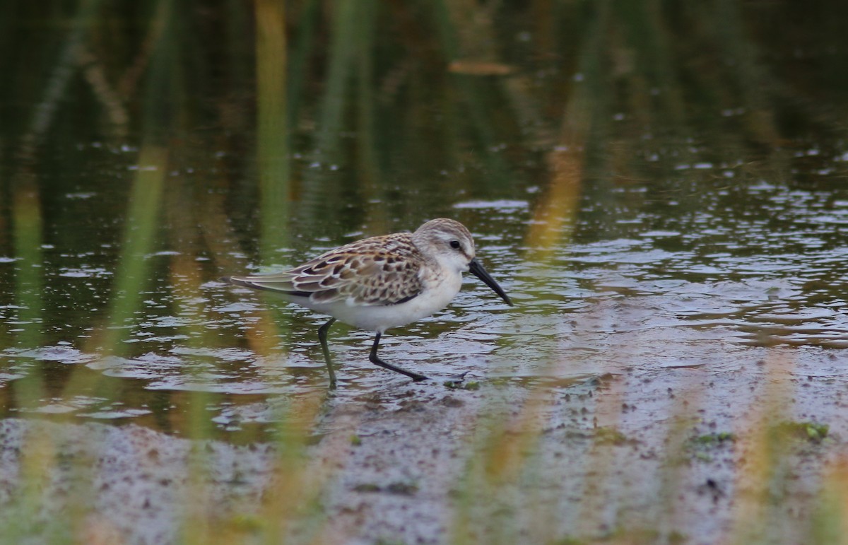 Western Sandpiper - ML642047971