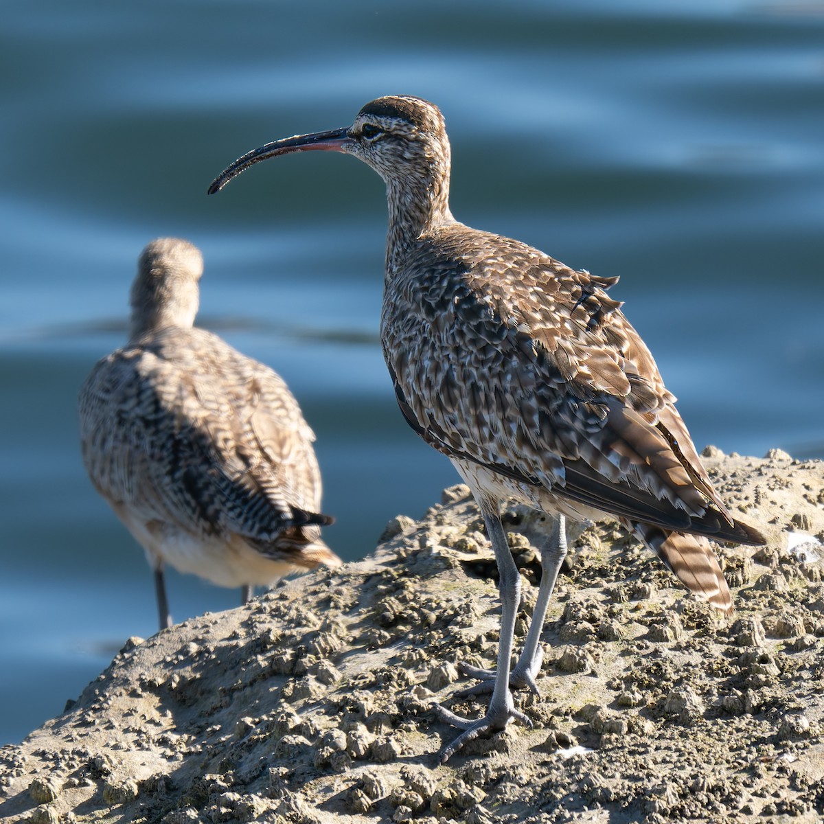 Whimbrel - ML642047973