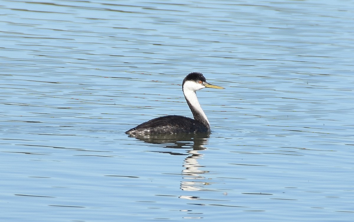 Western Grebe - ML642047974