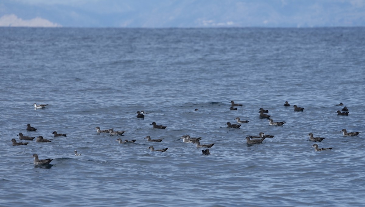 Pink-footed Shearwater - ML642047975