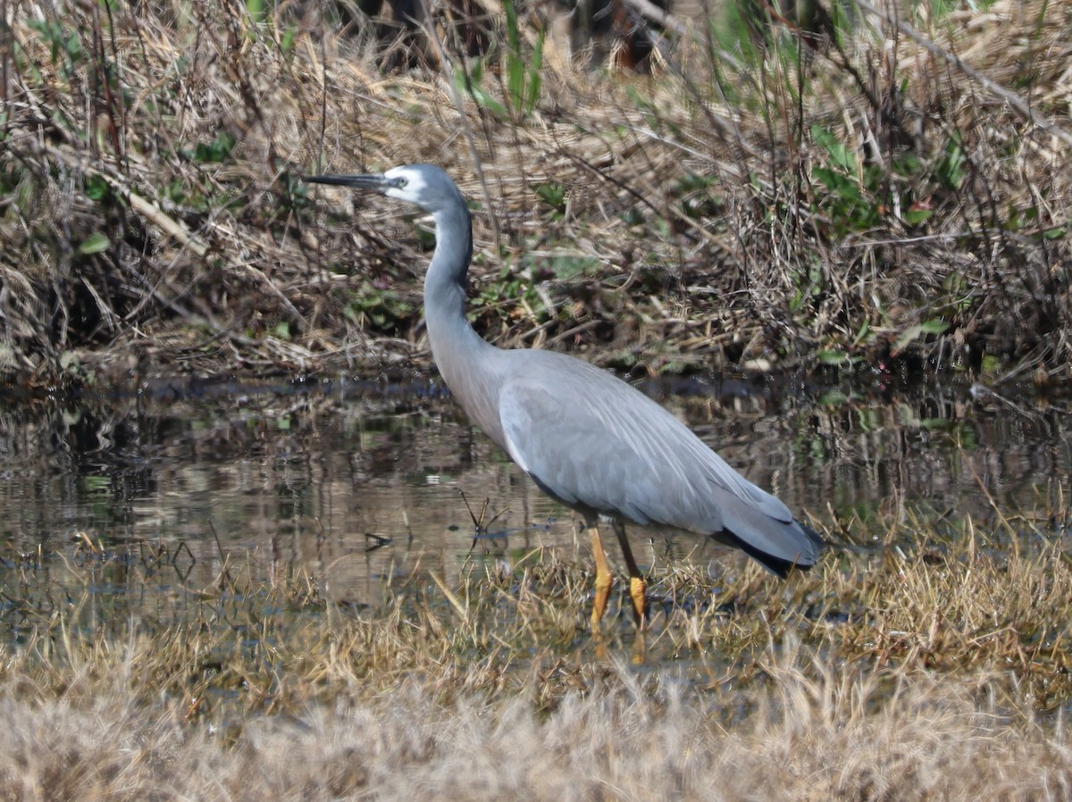 白臉鷺 - ML642047976