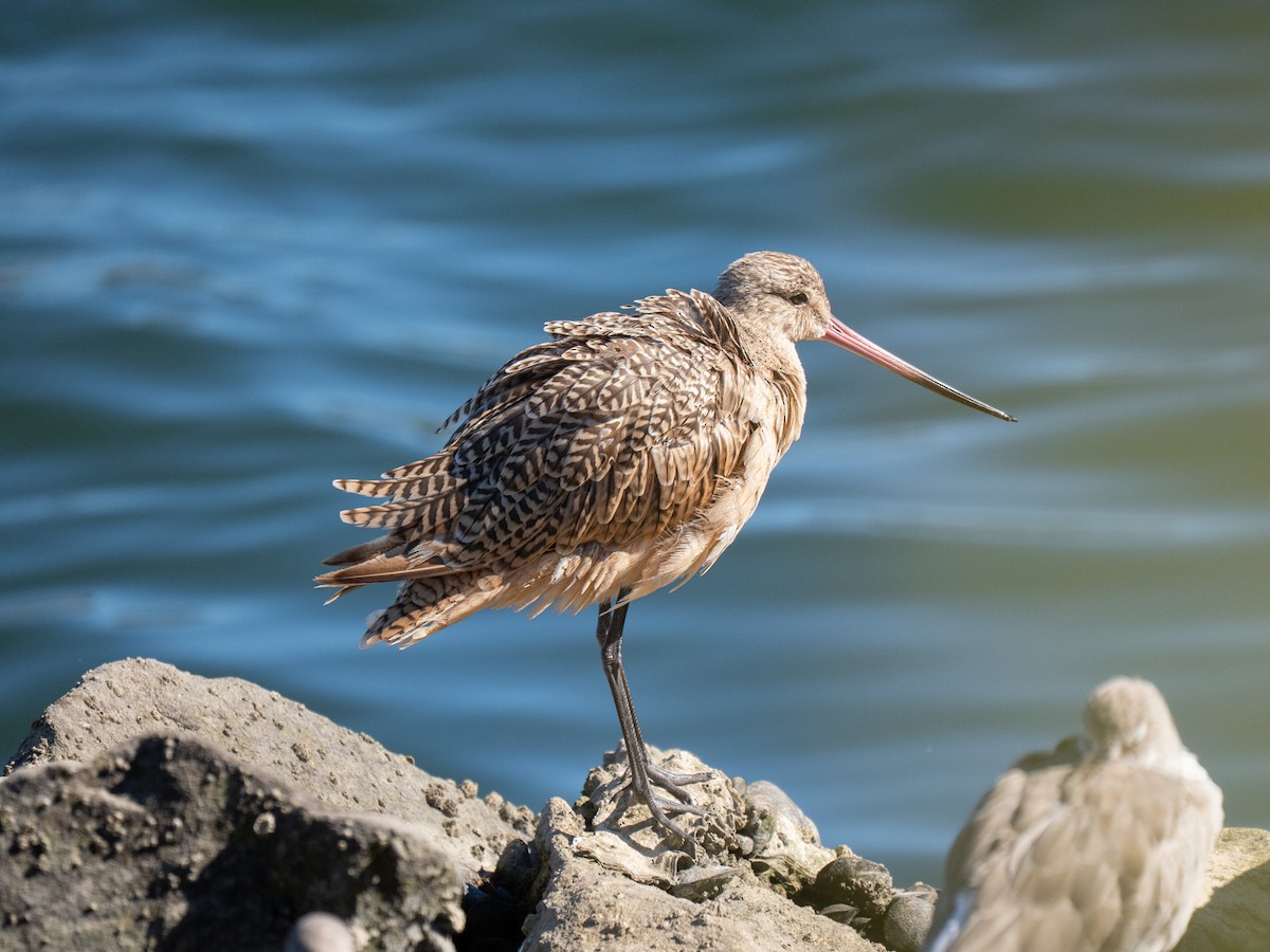 Marbled Godwit - ML642047977
