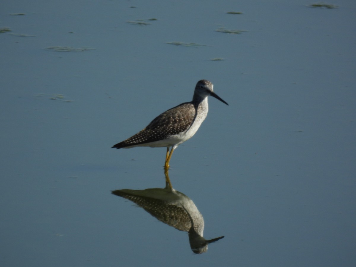Greater Yellowlegs - ML642047989