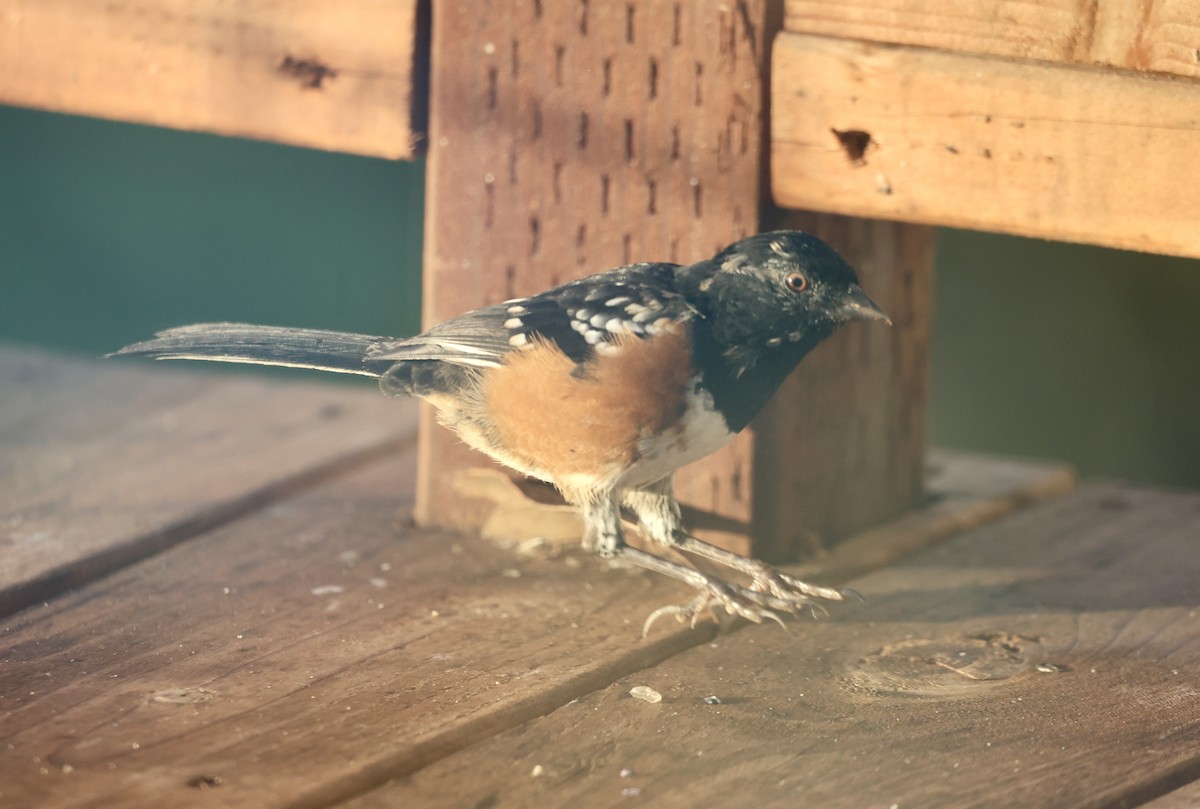 Spotted Towhee - ML642047990