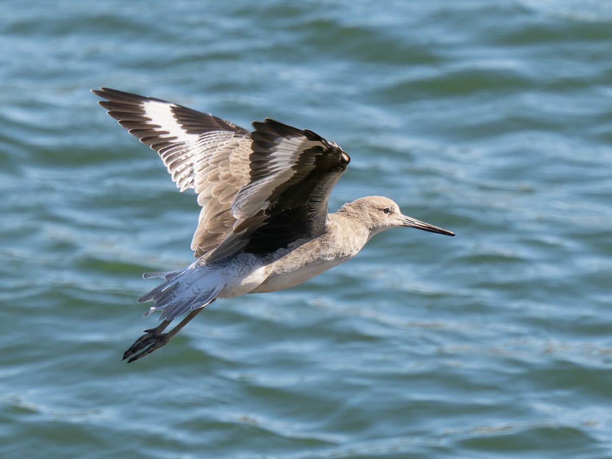 Willet - ML642047991