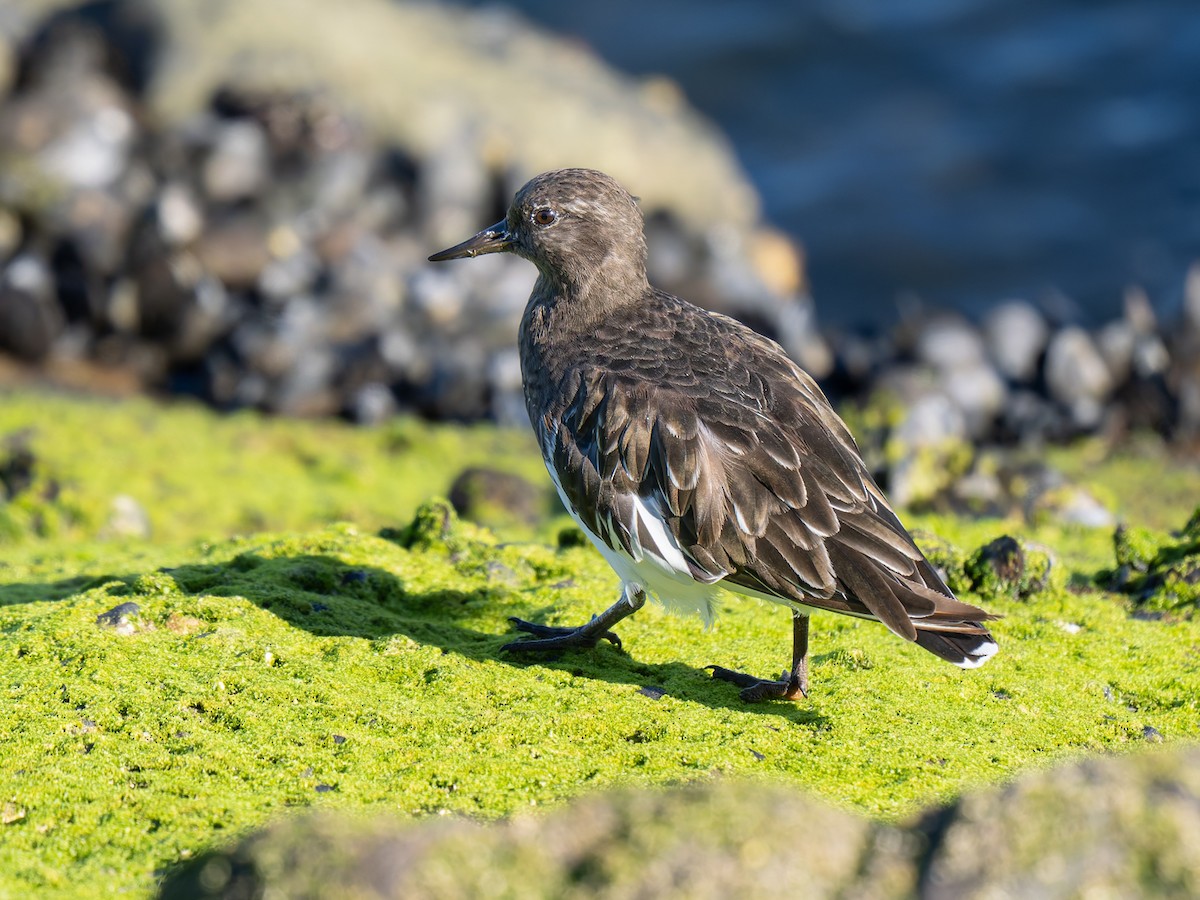 Black Turnstone - ML642047995