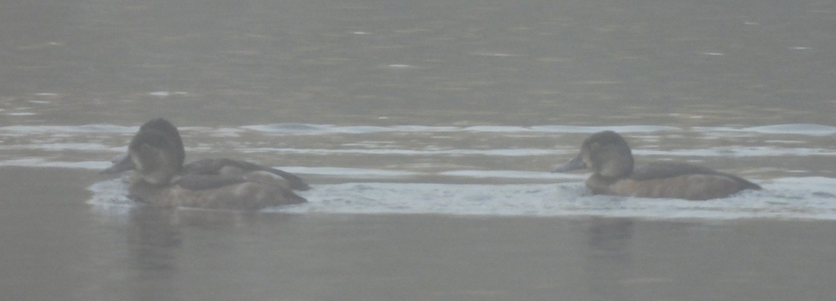 環頸潛鴨 - ML642047996