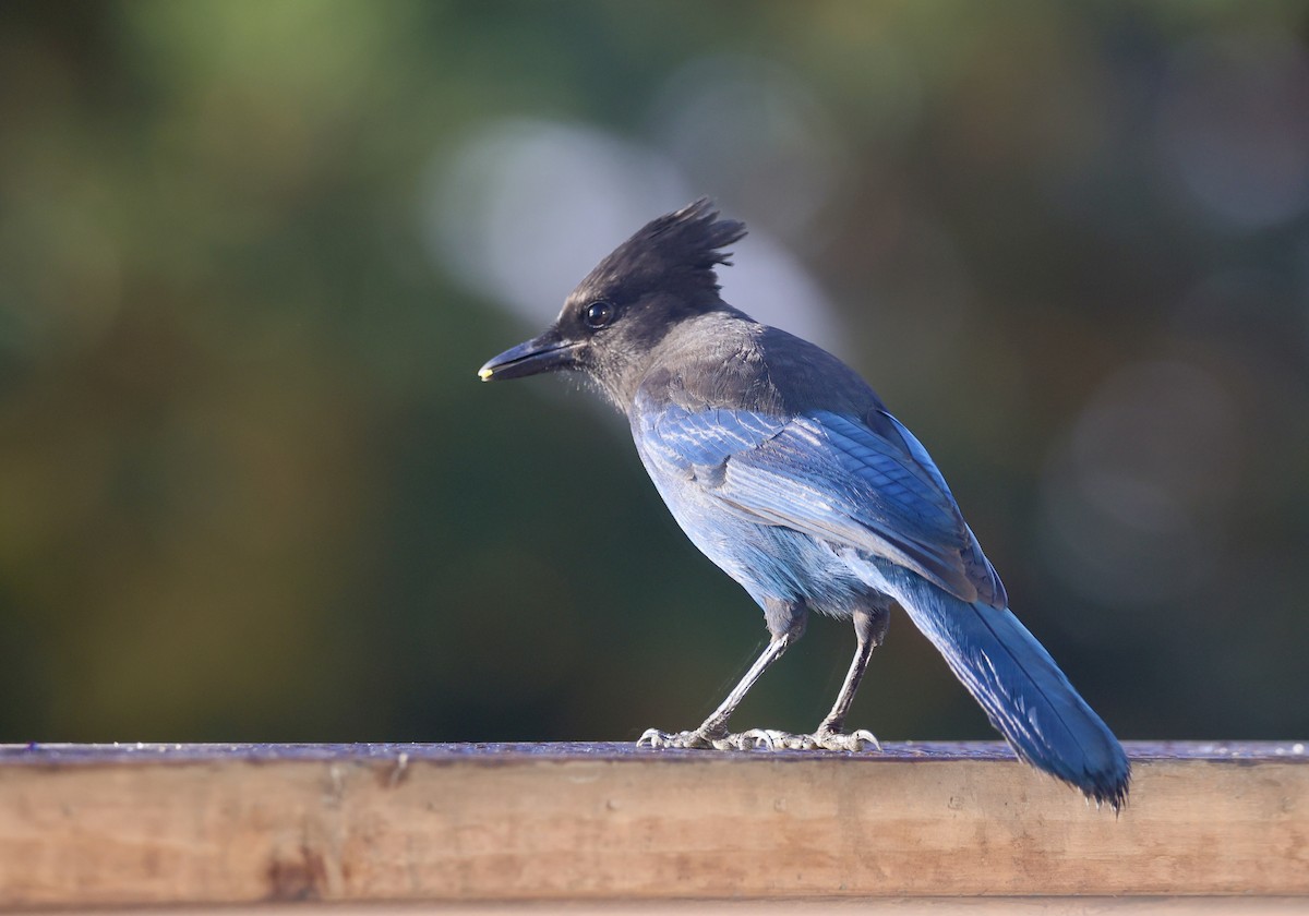 Steller's Jay - ML642047997