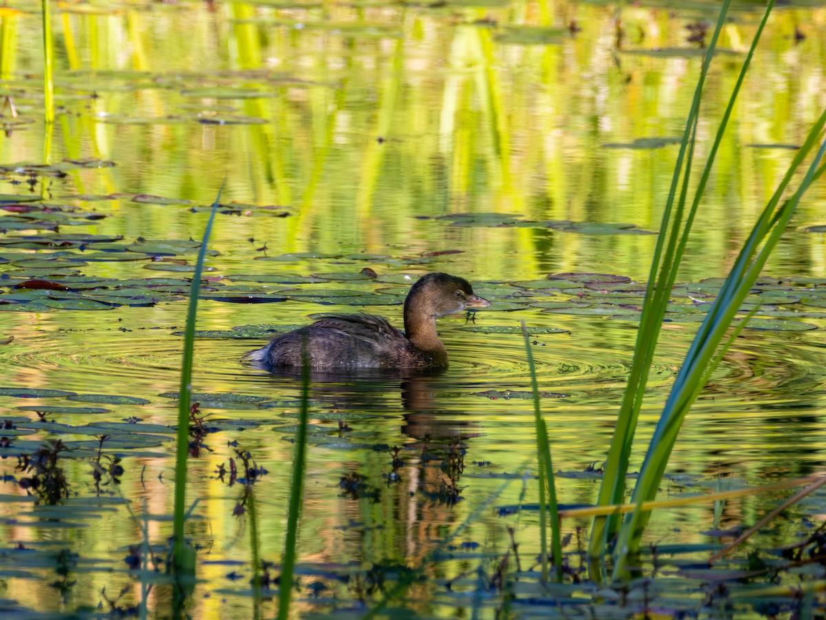 Pied-billed Grebe - ML642048002