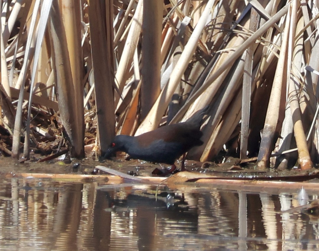 chřástal temný - ML642048007