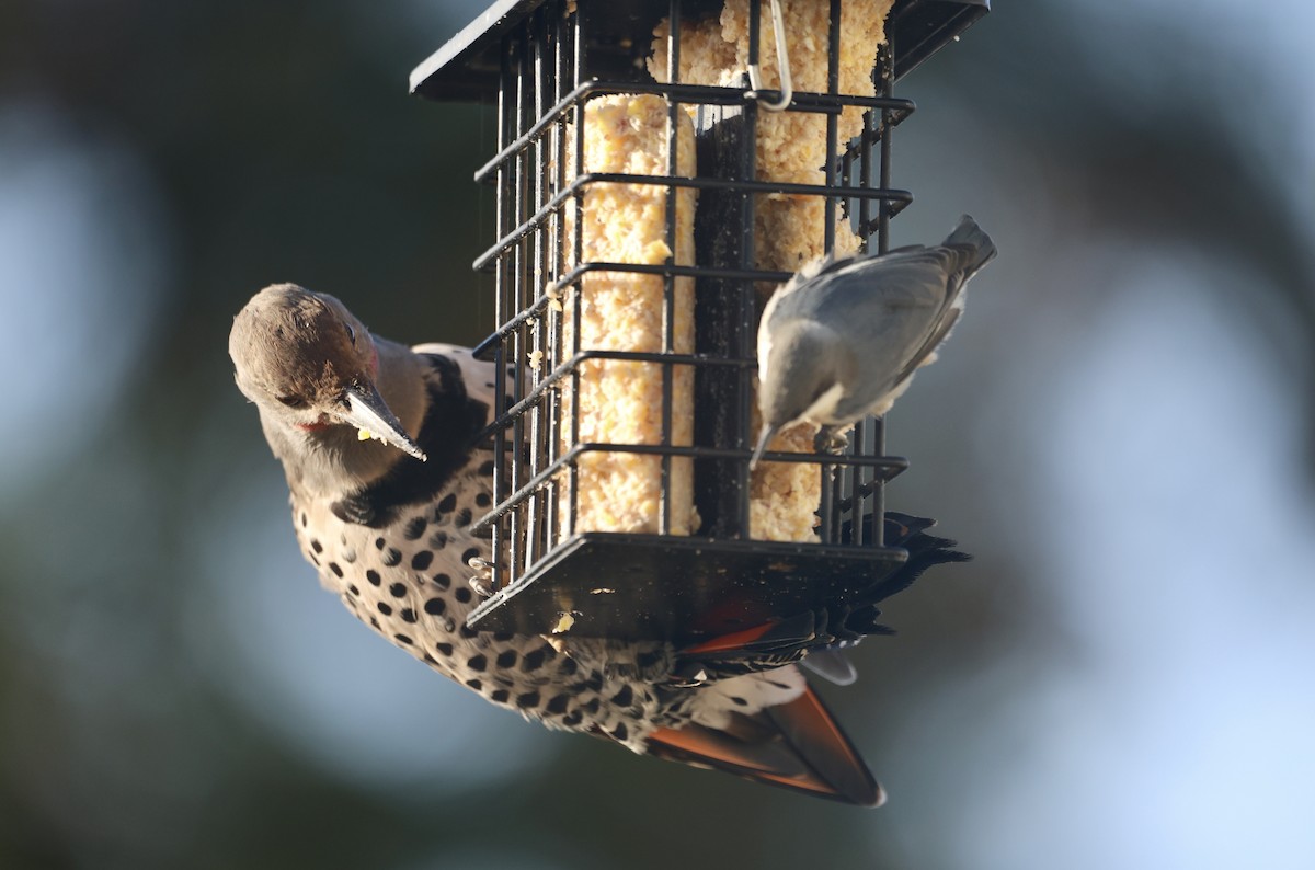 Northern Flicker - ML642048011