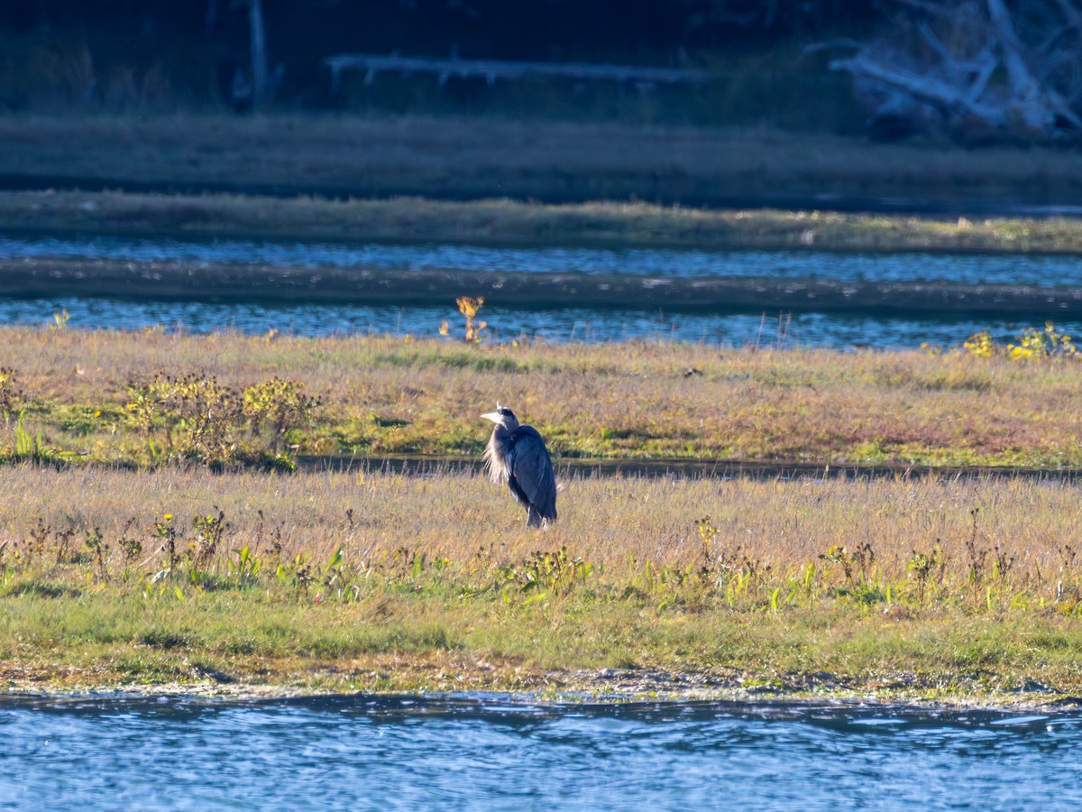 Great Blue Heron - ML642048013