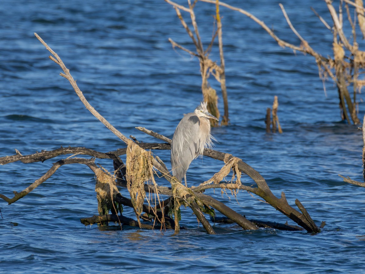 Great Blue Heron - ML642048017