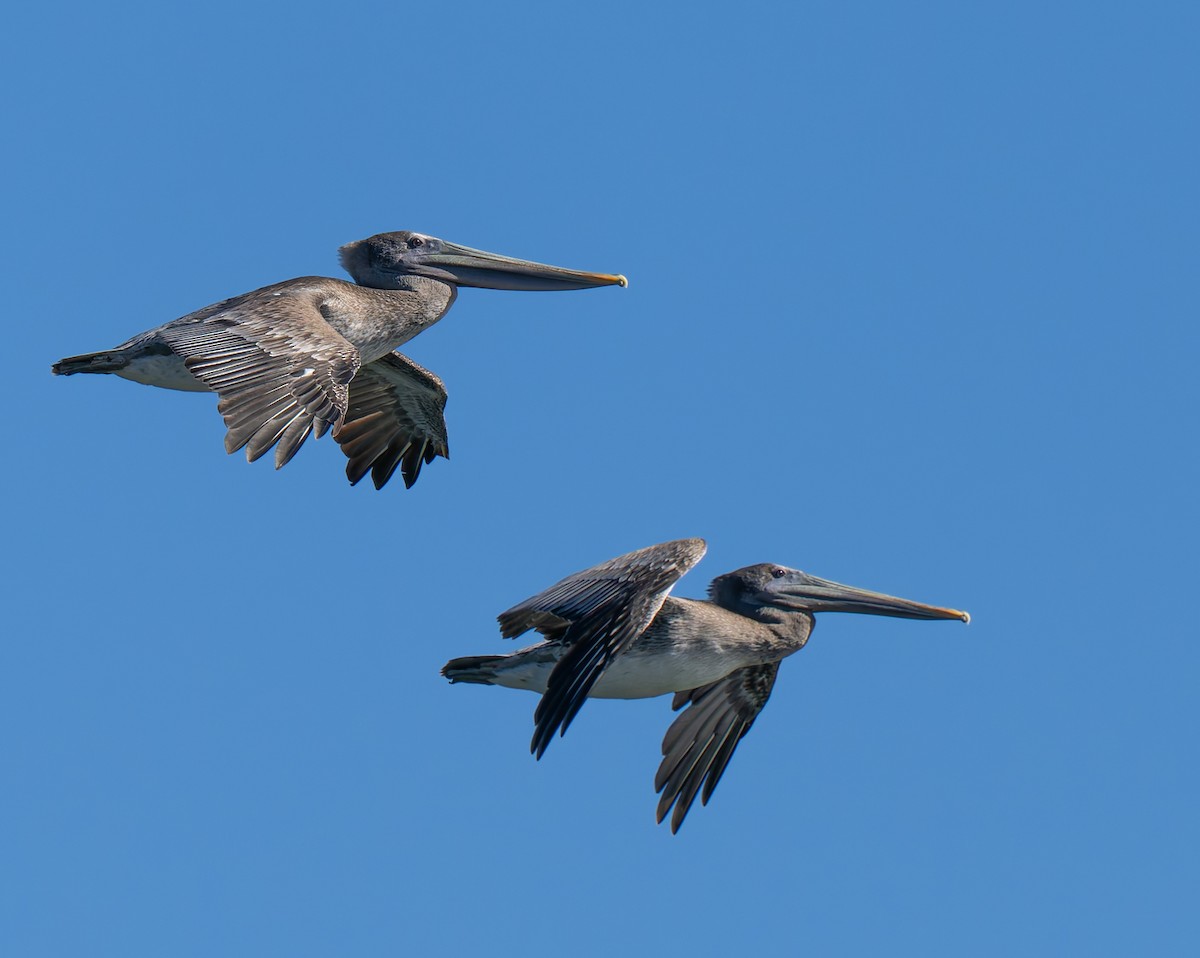 Brown Pelican - ML642048020