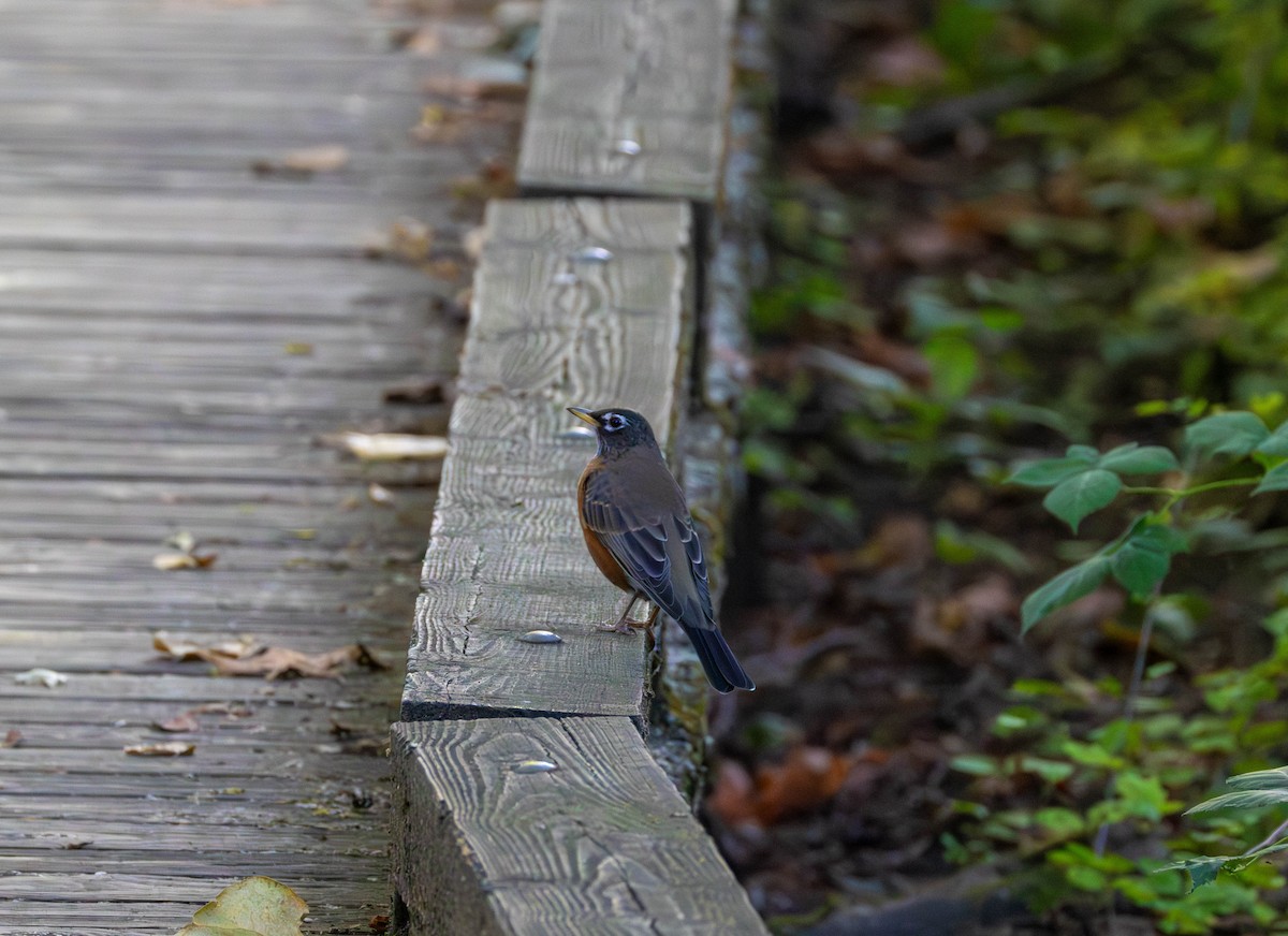 American Robin - ML642048021