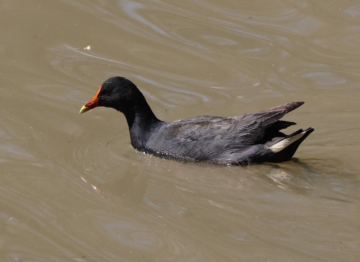 slípka tmavá - ML642048022