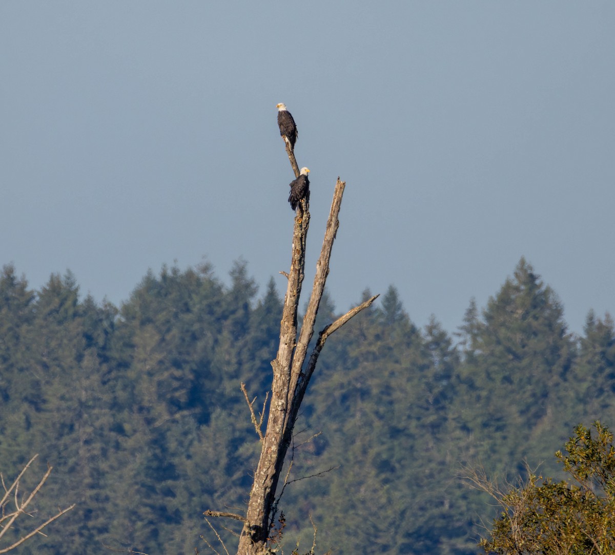 Bald Eagle - ML642048025