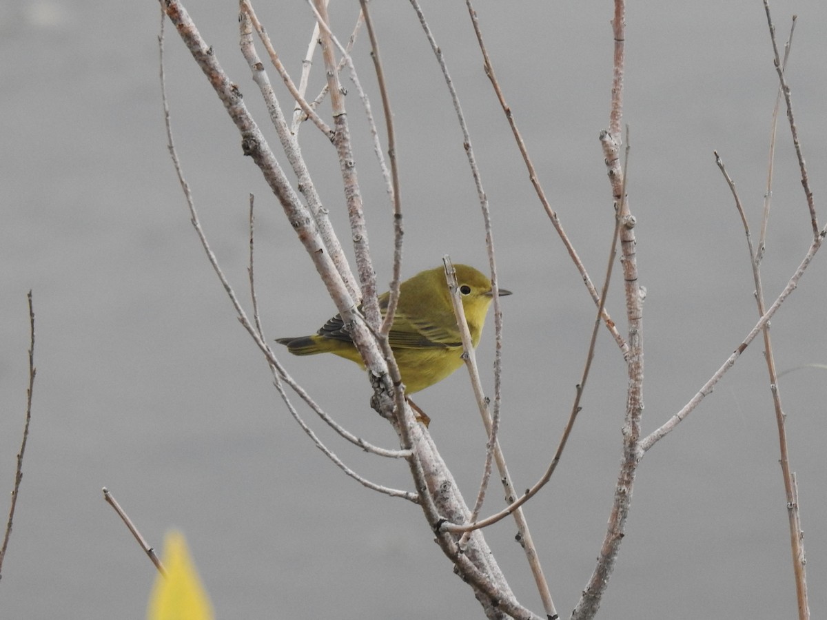 Yellow Warbler - ML642048035