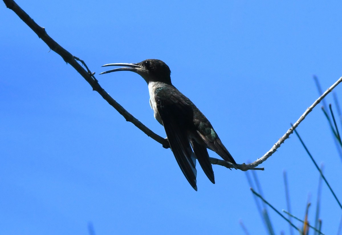 Hispaniolan Mango - ML642048040