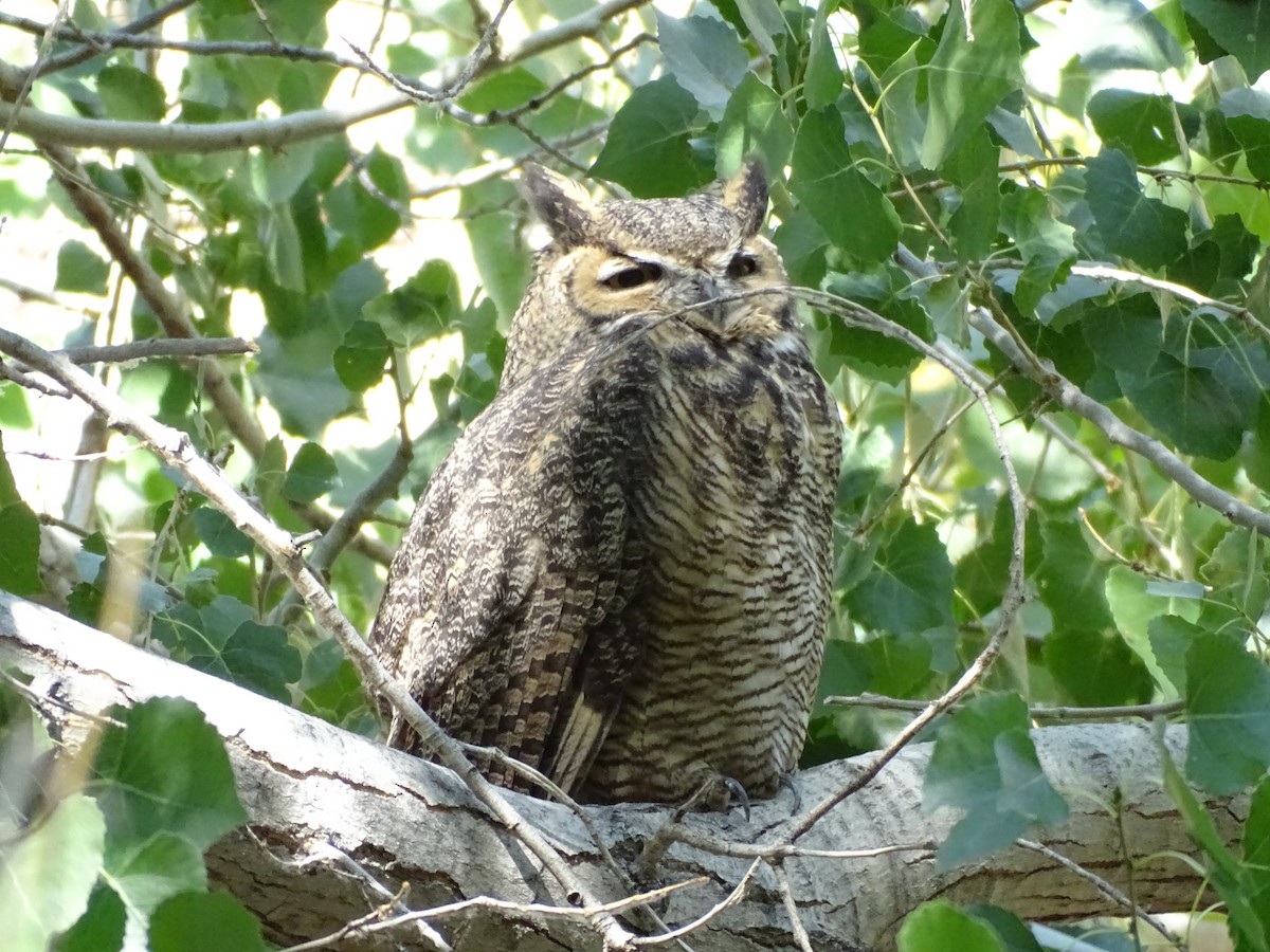 Great Horned Owl - ML642048045