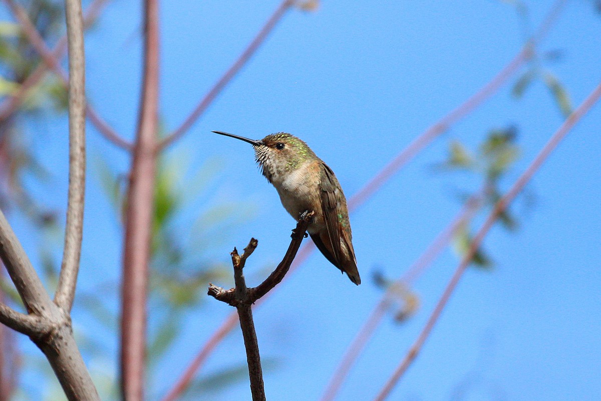 Colibrí de Allen - ML642048050
