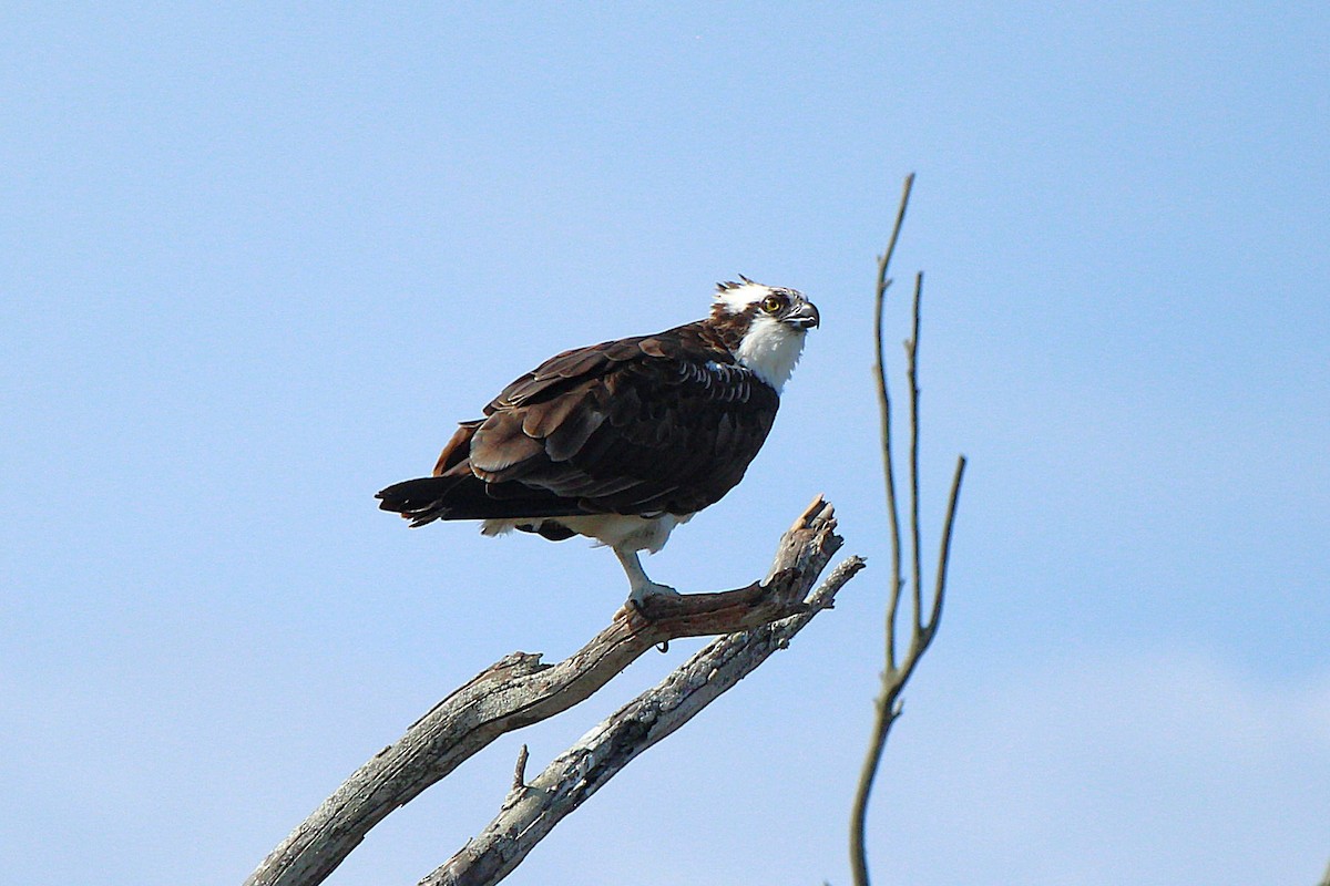 Águila Pescadora - ML642048054