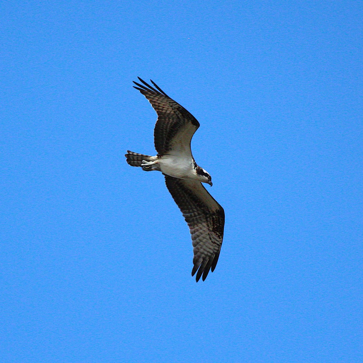 Águila Pescadora - ML642048055