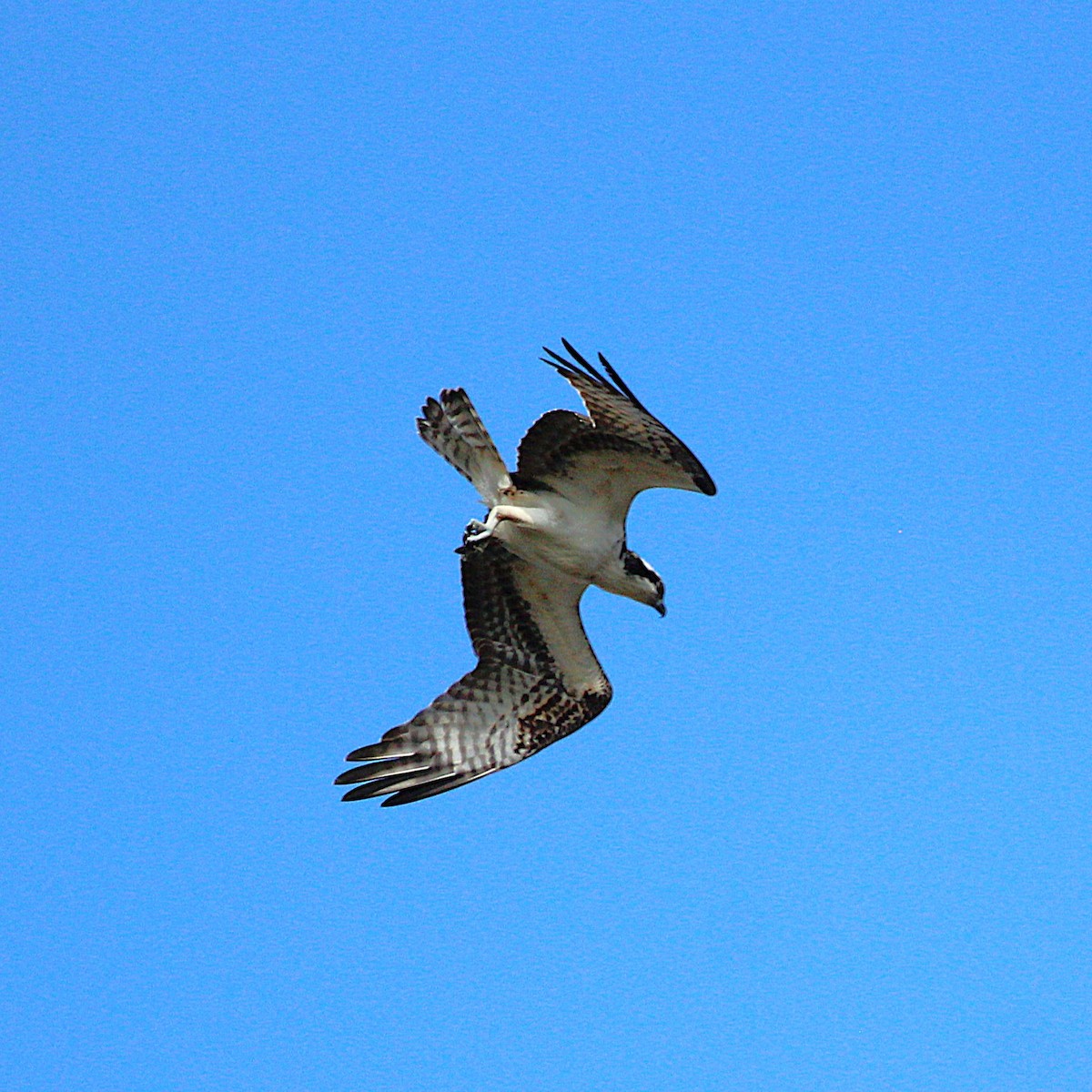 Águila Pescadora - ML642048056