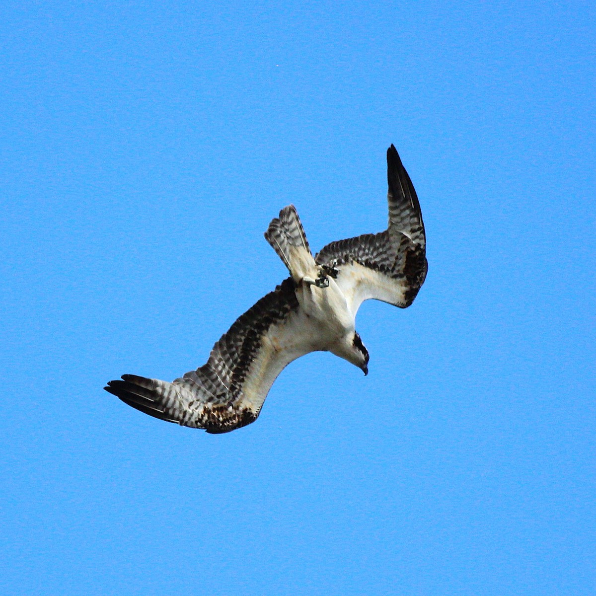 Águila Pescadora - ML642048057